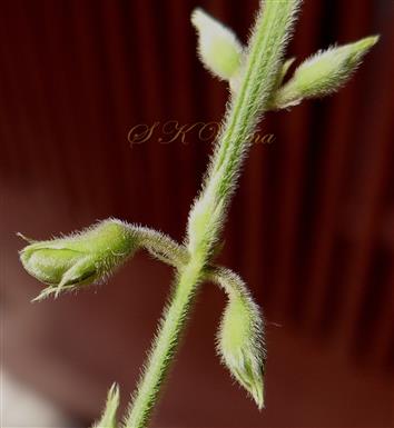  Floral buds